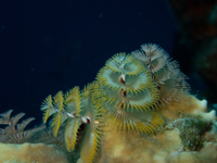 img43